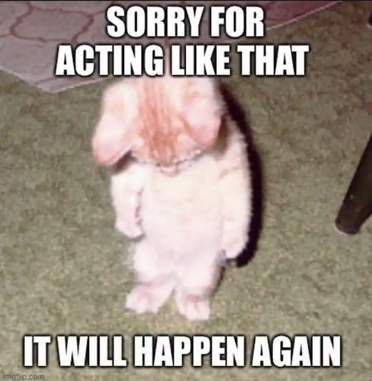 sorry cute baby images